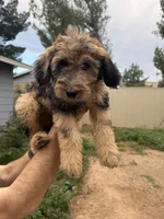 Gomer, a male Aussiedoodle for sale in Dewey-Humboldt, AZ – 1 of 5
