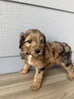 Kit, a female Aussiedoodle for sale in Dewey-Humboldt, AZ – 5 of 5