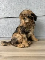 Gomer, a male Aussiedoodle for sale in Dewey-Humboldt, AZ – 2 of 5
