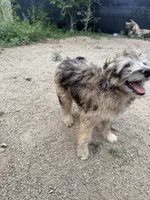 Theo, a male Aussiedoodle for sale in Dewey-Humboldt, AZ – 3 of 6