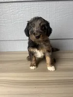Belfry , a male Aussiedoodle for sale in Dewey-Humboldt, AZ – 2 of 6
