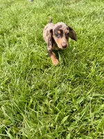 Diva, a female Miniature Dachshund for sale in Lowell, MA – 7 of 10