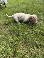 Teddy, a male Miniature Dachshund for sale in Lowell, MA – 10 of 10
