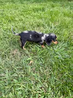 Macchiato , a female Miniature Dachshund for sale in Lowell, MA – 9 of 10