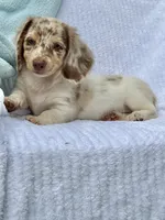 Teddy, a male Miniature Dachshund for sale in Lowell, MA – 1 of 10