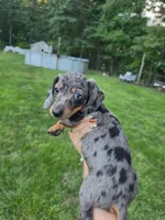 WINNIE, a male Miniature Dachshund for sale in Lowell, MA – 3 of 10