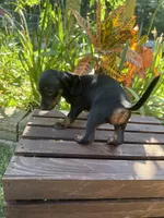 Giselle, a female Miniature Dachshund for sale in Lowell, MA – 4 of 8