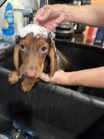 Samy , a male Miniature Dachshund for sale in Lowell, MA – 2 of 6