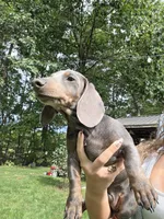 Danny, a male Miniature Dachshund for sale in Lowell, MA – 4 of 7