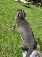 Danny, a male Miniature Dachshund for sale in Lowell, MA – 6 of 7