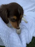 Mocha, a female Miniature Dachshund for sale in Lowell, MA – 3 of 10
