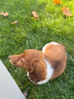 BLOSSOM, a female Miniature Dachshund for sale in Lowell, MA – 2 of 5