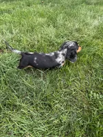 Macchiato , a female Miniature Dachshund for sale in Lowell, MA – 8 of 10
