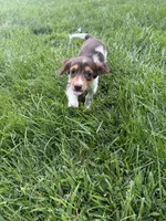 Mocha, a female Miniature Dachshund for sale in Lowell, MA – 7 of 10