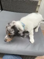 JASPER, a male Miniature Dachshund for sale in Lowell, MA – 3 of 5