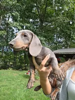 Danny, a male Miniature Dachshund for sale in Lowell, MA – 3 of 7