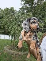 Theo, a male Miniature Dachshund for sale in Lowell, MA – 4 of 5