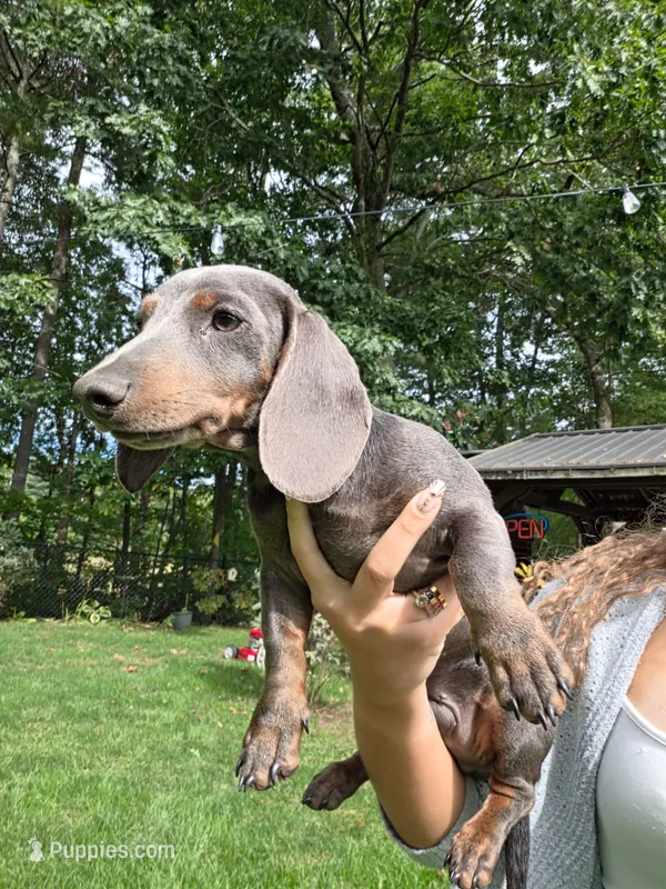 Danny – Miniature Dachshund puppy for sale in Lowell, MA