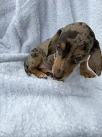 Diva, a female Miniature Dachshund for sale in Lowell, MA – 6 of 10