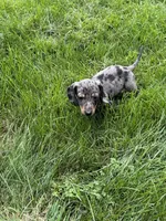 Winnie, a male Miniature Dachshund for sale in Lowell, MA – 9 of 9
