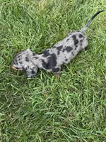 Winnie, a male Miniature Dachshund for sale in Lowell, MA – 4 of 9