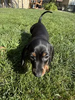 Giselle, a female Miniature Dachshund for sale in Lowell, MA – 5 of 8