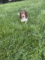 Mocha, a female Miniature Dachshund for sale in Lowell, MA – 2 of 10