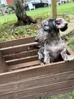 Oreo, a female Miniature Dachshund for sale in Lowell, MA – 3 of 10