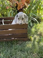 Gina , a female Miniature Dachshund for sale in Lowell, MA – 5 of 6