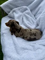 Diva, a female Miniature Dachshund for sale in Lowell, MA – 8 of 10