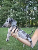 WINNIE, a male Miniature Dachshund for sale in Lowell, MA – 10 of 10