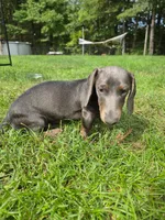 Danny, a male Miniature Dachshund for sale in Lowell, MA – 7 of 7