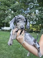 WINNIE, a male Miniature Dachshund for sale in Lowell, MA – 1 of 10
