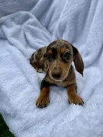 Diva, a female Miniature Dachshund for sale in Lowell, MA – 3 of 10