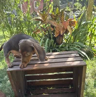 Samy , a male Miniature Dachshund for sale in Lowell, MA – 4 of 6