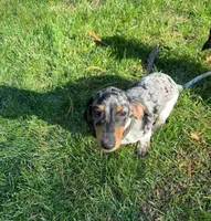 THANDER, a male Miniature Dachshund for sale in Lowell, MA – 2 of 4