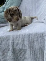 Teddy, a male Miniature Dachshund for sale in Lowell, MA – 4 of 10