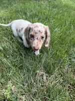 Teddy, a male Miniature Dachshund for sale in Lowell, MA – 9 of 10
