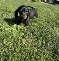 Giselle, a female Miniature Dachshund for sale in Lowell, MA – 7 of 8
