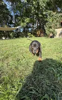 Giselle, a female Miniature Dachshund for sale in Lowell, MA – 2 of 8