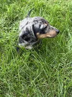 Winnie, a male Miniature Dachshund for sale in Lowell, MA – 7 of 9