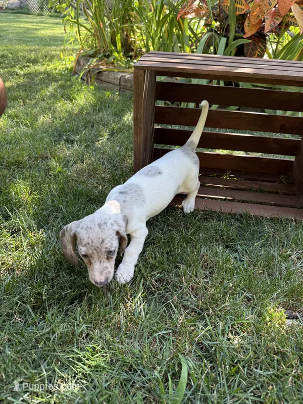 Gina  – Miniature Dachshund puppy for sale in Lowell, MA