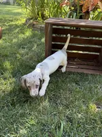 Gina , a female Miniature Dachshund for sale in Lowell, MA – 1 of 6