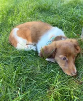 BLOSSOM, a female Miniature Dachshund for sale in Lowell, MA – 4 of 5