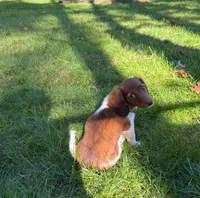 BLOSSOM, a female Miniature Dachshund for sale in Lowell, MA – 5 of 5