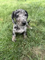 Oreo, a female Miniature Dachshund for sale in Lowell, MA – 2 of 10