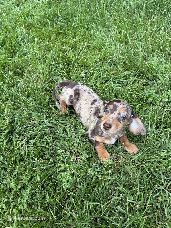 Diva – Miniature Dachshund puppy for sale in Lowell, MA