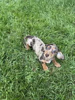 Diva, a female Miniature Dachshund for sale in Lowell, MA – 5 of 10
