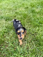 Macchiato , a female Miniature Dachshund for sale in Lowell, MA – 6 of 10
