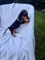 Macchiato , a female Miniature Dachshund for sale in Lowell, MA – 3 of 10